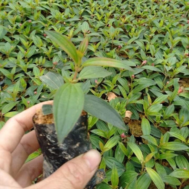 Sim tím cây giống