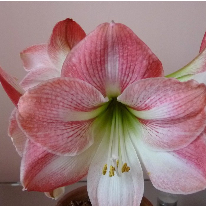 Củ giống hoa lan huệ hồng đào - 1 củ