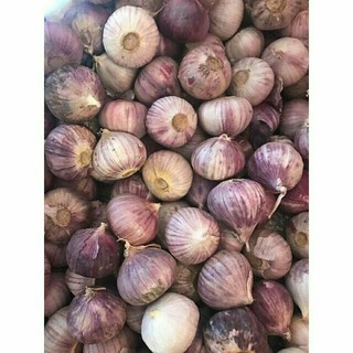 1kg tỏi cô đơn tía đẹp như hình