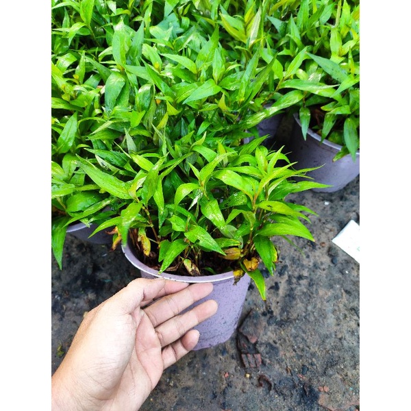 Rau răm trồng chậu ổn định- cây rau răm  - tên khoa học Persicaria odorata