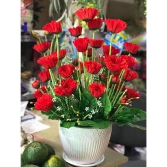 HOA ĐỒNG TIỀN
