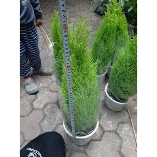 Chậu tùng thơm loại to (40-50cm)