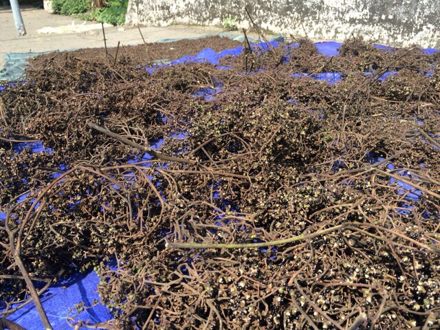 1kg Mắc khén chuẩn rừng tây bắc | BigBuy360 - bigbuy360.vn