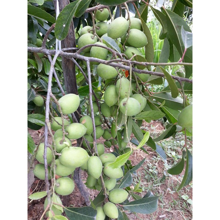 Chỉ giao ở HỒ CHÍ MINH-500g cà na ngâm đường chua ngọt, không tính nước đường