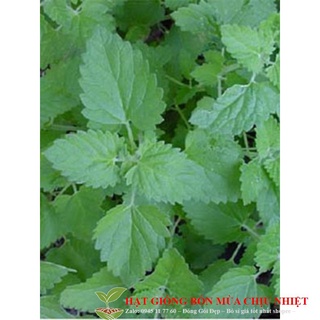 Gói 50 hạt giống cỏ mèo/ bạc hà mèo catnip