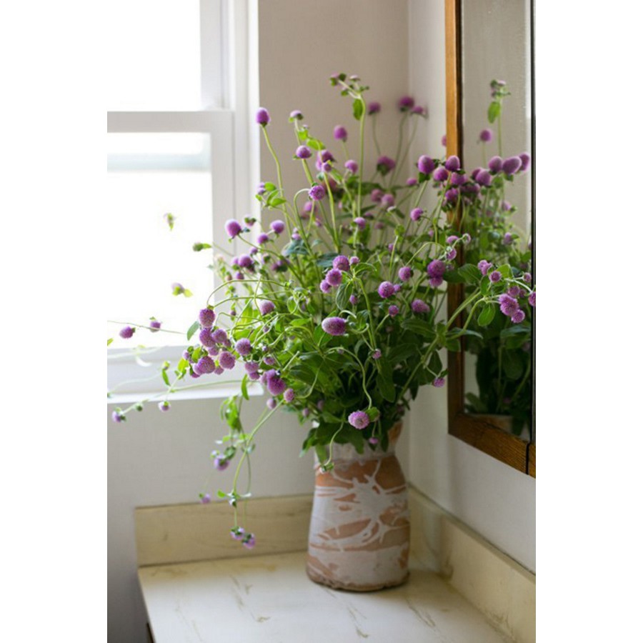 Hạt giống HOA CÚC Bách nhật màu tím - Gói 0,5 gram