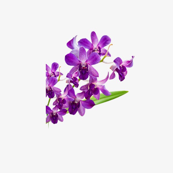 Bán Hạt giống hoa violet -ship toàn quốc