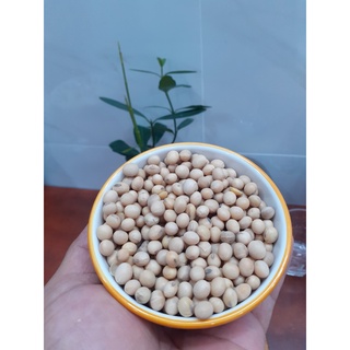 Đậu nành đậu tương hạt dùng làm đậu hũ