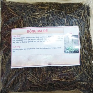 cây mã đề, điều trị sỏi thận, cai thuốc lá hiệu quả