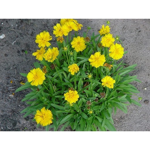 HẠT GIỐNG HOA PHÒNG PHÒNG VÀNG - GÓI 0,5 GRAM