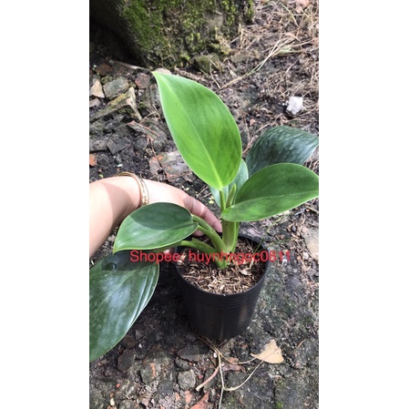 Trầu bà đế vương xanh đậm/vàng chanh mini