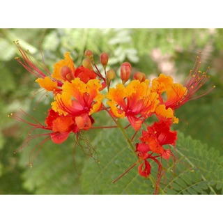 Cây hoa kim phượng/ điệp- Trang trí sân vườn- Décor-Cây hoa kiểng Đồng Tháp