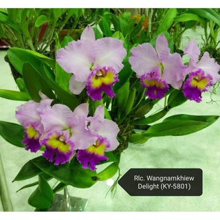 Cattleya Wangnamkeaw Delight