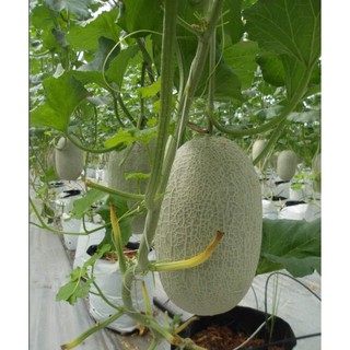 [Hạt giống Đài Loan ] Dưa Lưới Hami Ruột Cam (Gói lẻ 10 hạt)