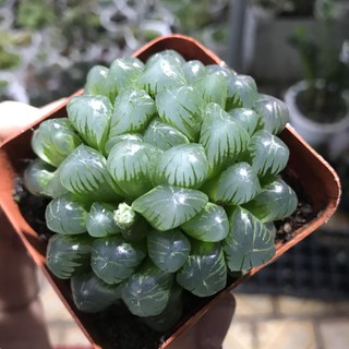 Sen Đá Kim Cương - Haworthia Cooperia SIZE NHỎ | Xuất xứ Đà Lạt | Dễ trồng dễ chăm