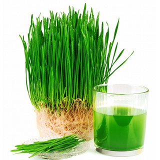 HẠT GIỐNG MẦM LÚA MẠCH - 100g