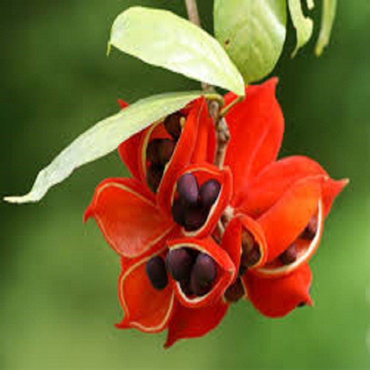 CÂY SANG  Cây ĐẸP TỪ TÊN ĐẾN HÌNH DÁNG ĐẾN Ý NGHĨA