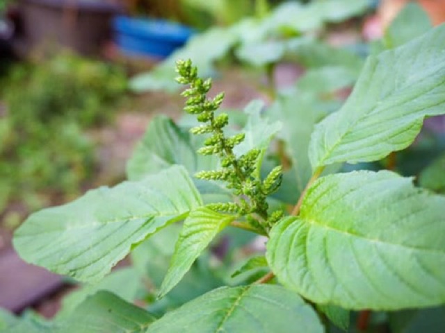 Hạt giống rau dền cơm- gói 10gr