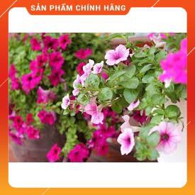 HẠT GIỐNG DẠ YẾN THẢO MIX GÓI 100 HẠT