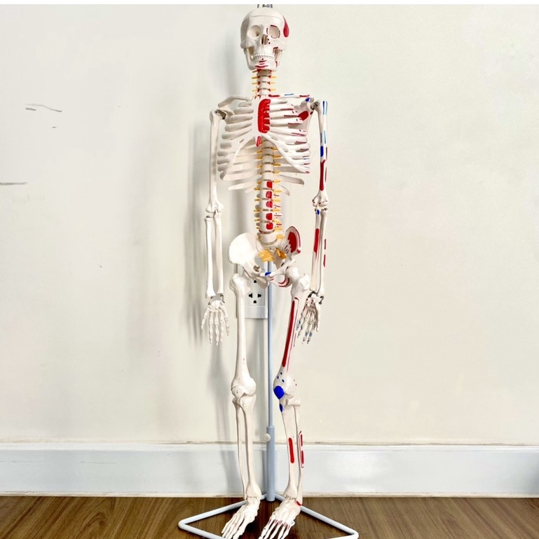 Mô hình xương người cao 45cm- 85cm- mô hình giải phẫu xương người