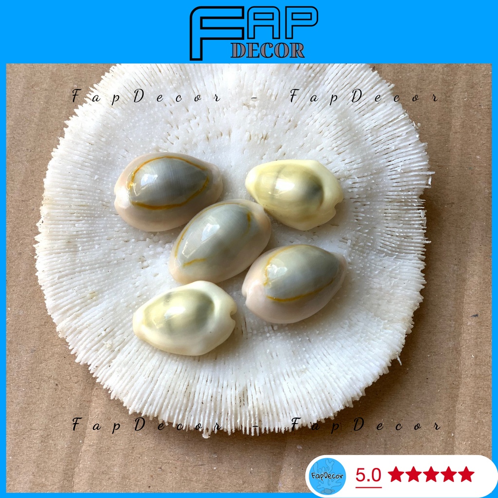 COMBO 5 VỎ ỐC CHỤP HÌNH, PHỤ KIỆN VỎ ỐC CHỤP ẢNH, PHỤ KIỆN TRANG TRÍ CHỤP ẢNH