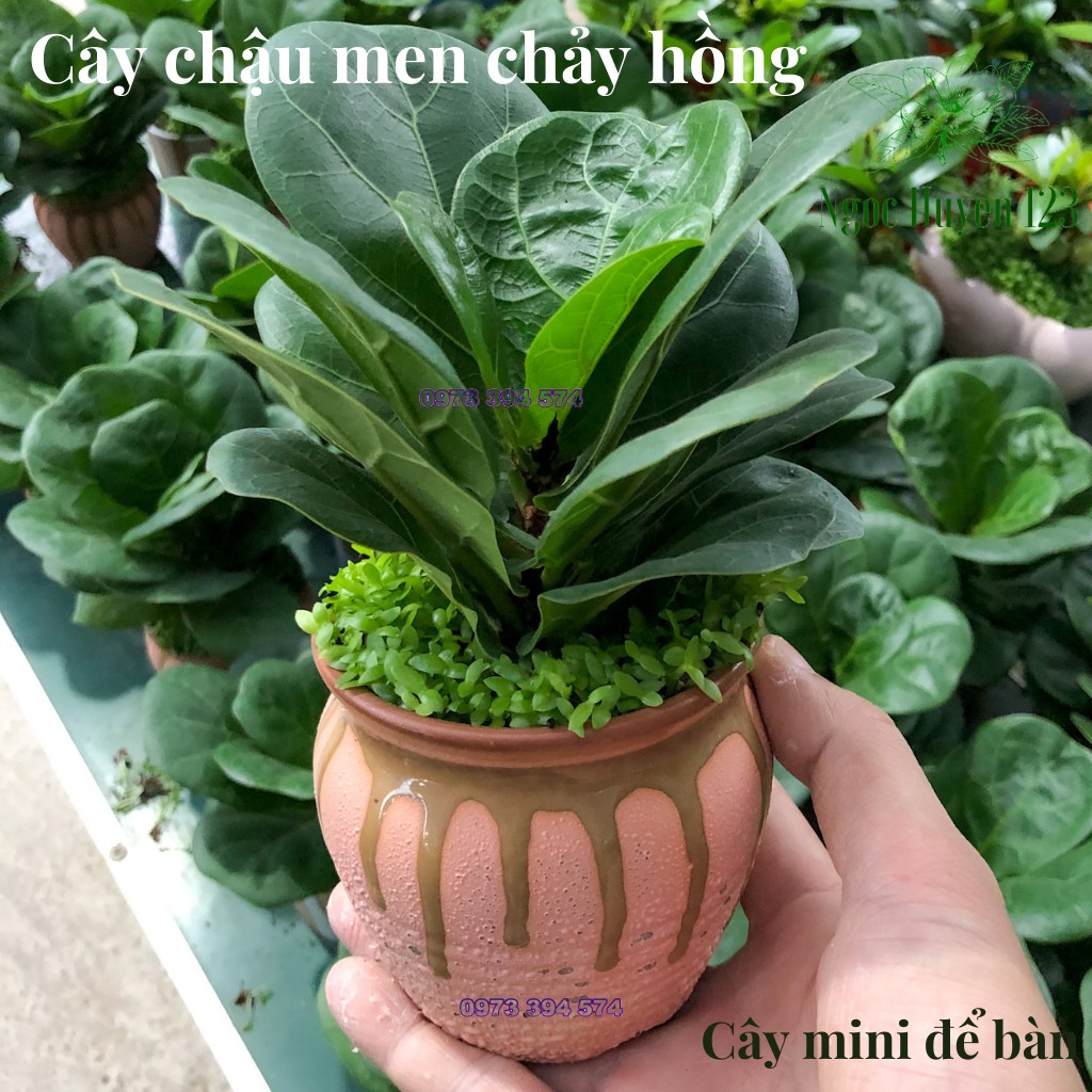 Cây Bàng Sing- Cây Để Bàn