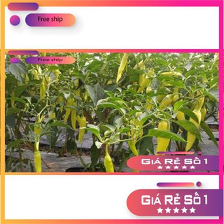Hạt giống Ớt sừng vàng