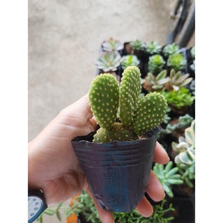 Xương rồng Tai thỏ vàng và trắng Opuntia microdasys albata “B.u.n.n.y E.a.rs”