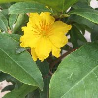 150 HẠT GIẢO THỦ ĐỨC