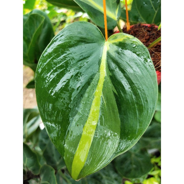 Trầu bà Brazil chậu treo mini