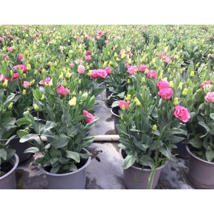 50h hạt giống hoa cát tường - Mix nhiều màu ( Lisianthus)