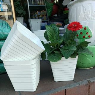 Chậu nhựa vuông ngấn 16×16×11.5(miệng×chiều cao×đáy)
