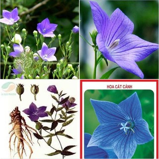 Hạt giống cây hoa cát cánh - 1 gói 50 hạt (TẶNG gói kích thích hạt nảy mầm)