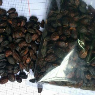 Hạt dổi nếp rừng. 150k/0.5lạng