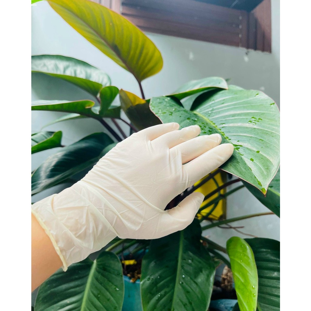 Hộp 100 Chiếc  Găng Tay Y Tế  Latex Không Bột Bee Glove Màu Kem Size XS,S,M,L Co Dãn Dẻo Dai An Toàn Khi Sử Dụng
