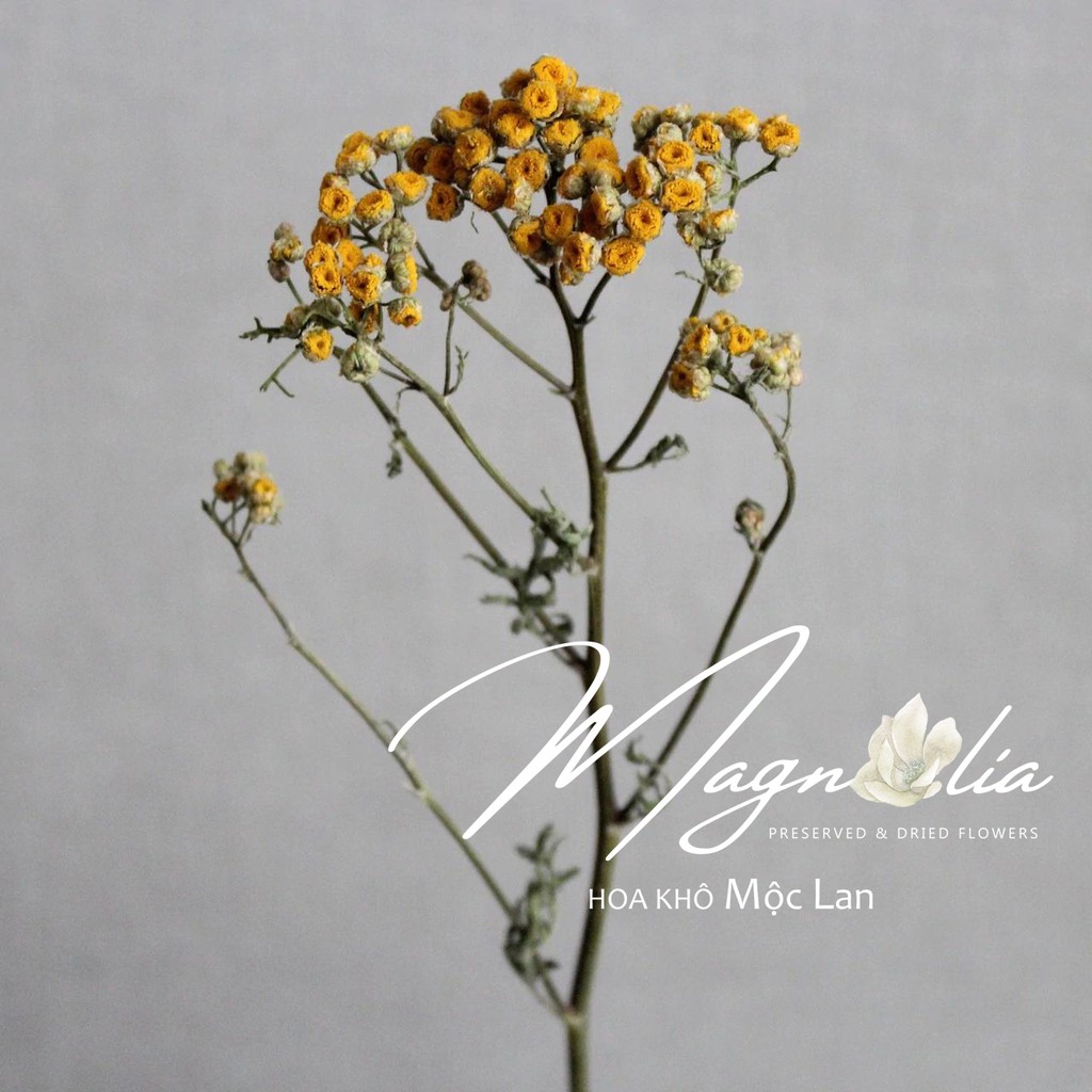 Hoa khô Tansy ❤️FREESHIP❤️ Tansy Dried Flowers trang trí bó hoa, dụng cụ chụp ảnh tự sướng