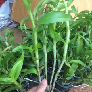 Lan Dendro chưa nở hoa