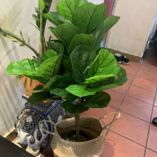 Cây bàng singgapo 1met không kèm chậu