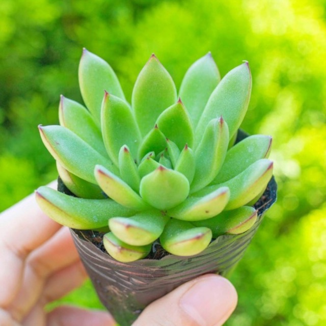 Sen đá viền lửa lá nhọn 5-7cm - Vườn sen đá