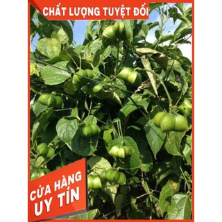 Hạt Sachi Đăk lăk 500g