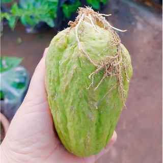 🌿 Su su làm giống tiện lợi - Tặng kèm quà bất kỳ