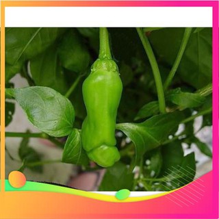 Hạt Giống Ớt Peter - 5 Hạt [ Tặng bộ dụng cụ làm vườn Mini 3 món ] VIETGAR