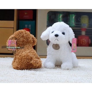 CHÓ BÔNG POODLE