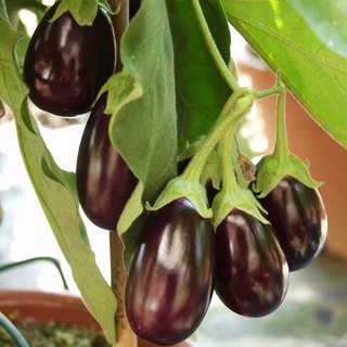 Phân DAP 1kg084