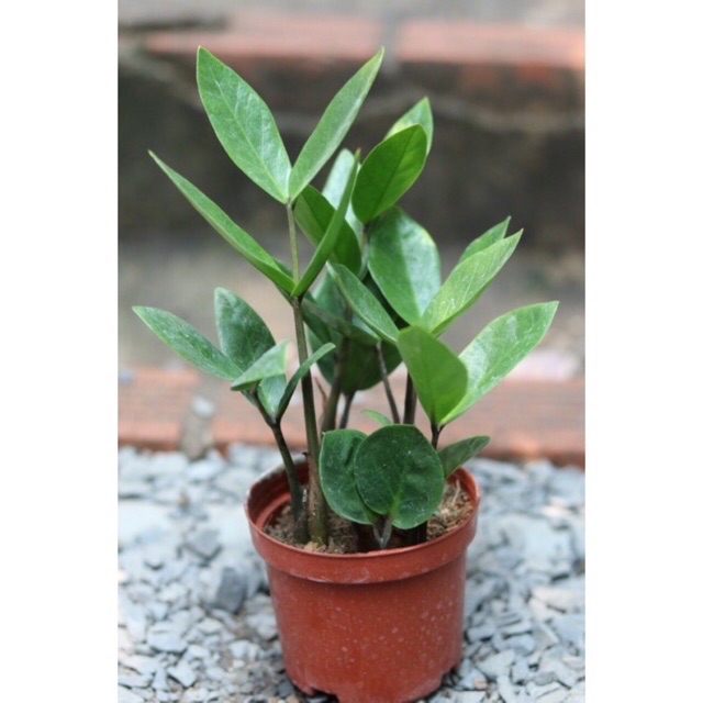 Chậu cây kim tiền mini