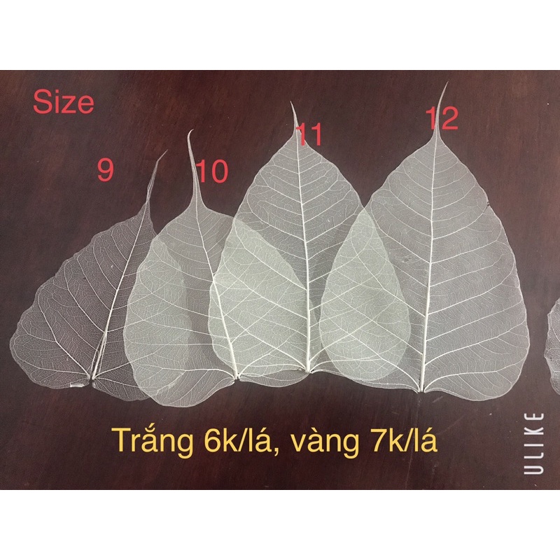 Xương lá Bồ đề