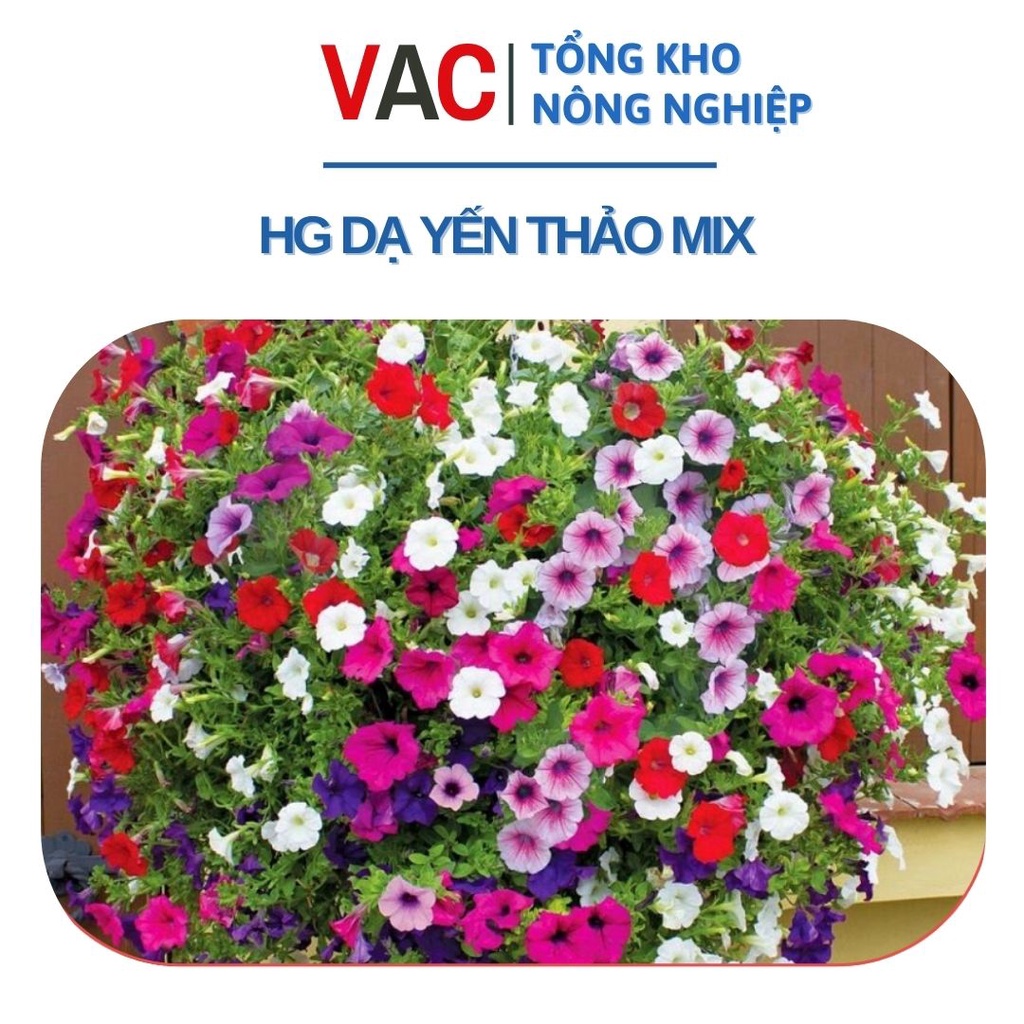 - Hạt giống Hoa Dạ Yến Thảo (Dạ Uyên Thảo) Mix