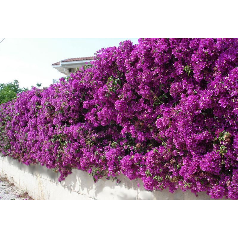 Giấy vạn hoa lầu