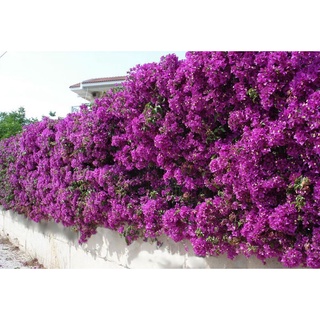 Cây 🌲 Giấy vạn hoa lầu  (tím Huế)