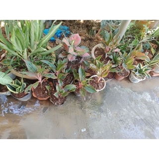 cây Phú Quý (ko kèm chậu)